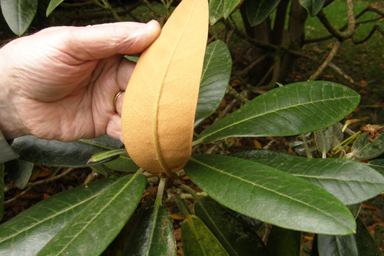Watson's magnolia